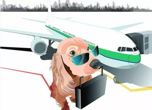 航空物流运输：各大航空公司宠物托运规定，给你整理好了！